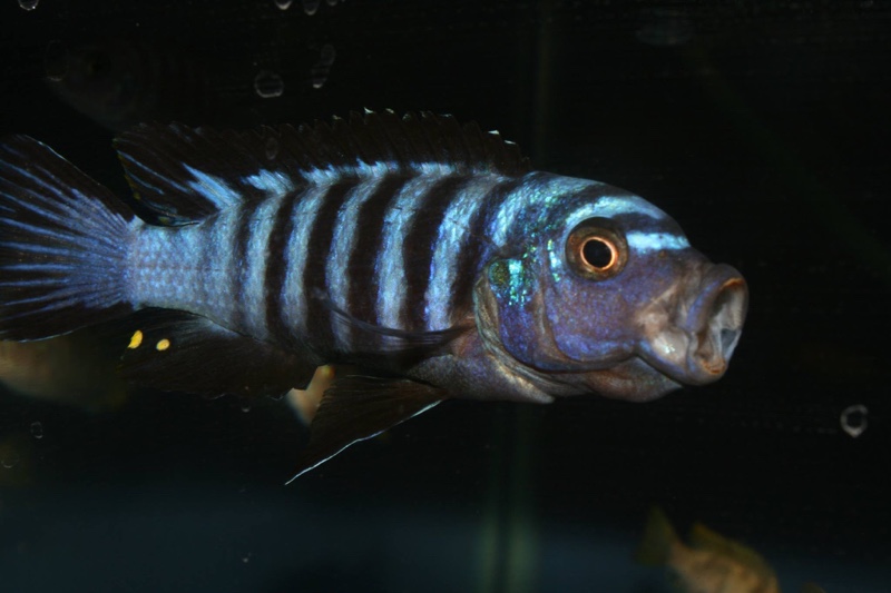 Chindongo sp. 'elongatus ornatus tanzania' Luhuchi Rocks